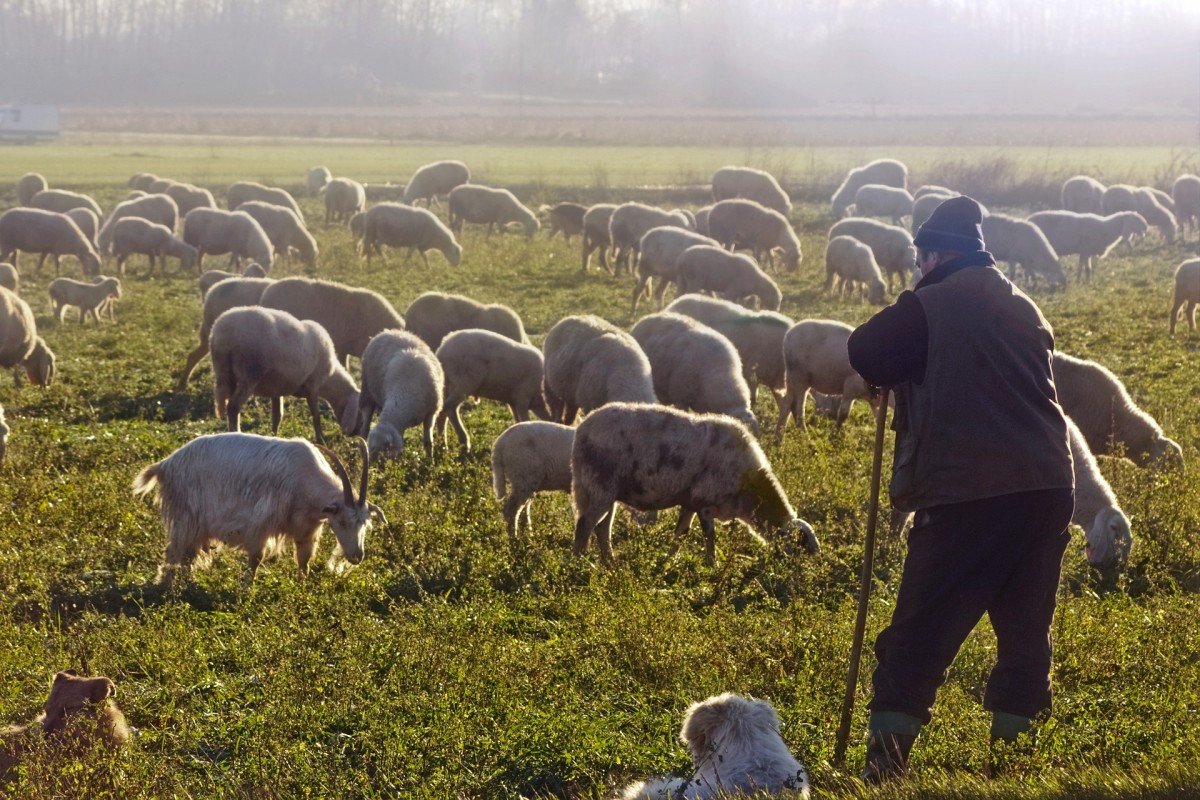 flock-5077402 1920 flock-5077402 1920